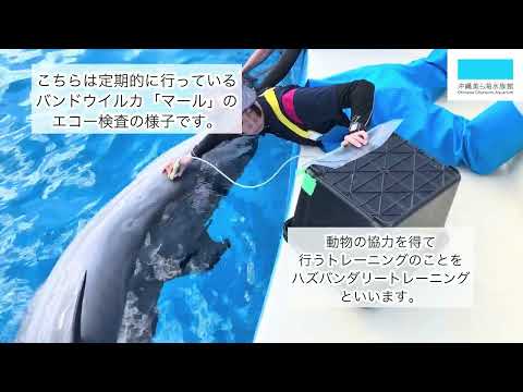猫の動画サムネイル - イルカのエコー検査について紹介します！！