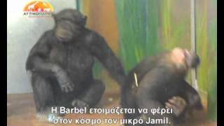 Baby chimp's birth at Attica Zoological Park 