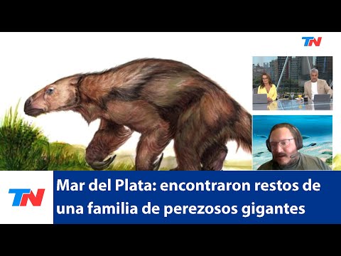 Mar del Plata: encontraron los restos de una familia de perezosos gigantes prehistóricos