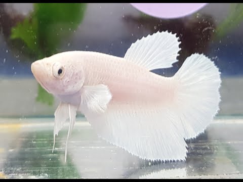 "Snow Queen" Halfmoon Betta Female (HTI17) (HopToIt2022)