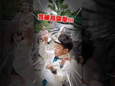 日本的鳥好兇！蔡桃貴直接被襲擊😱