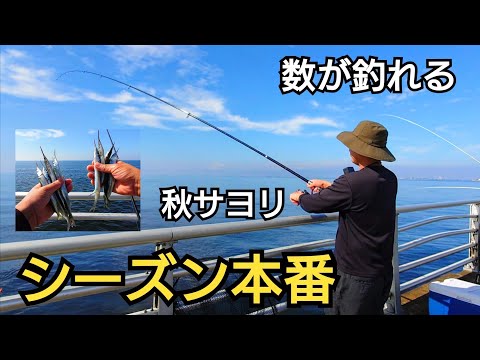 昼間でも釣れる!秋サヨリシーズン真っ只中、浦安釣法で堤防から連発