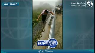 جيش من الافاعي على طريق سريع