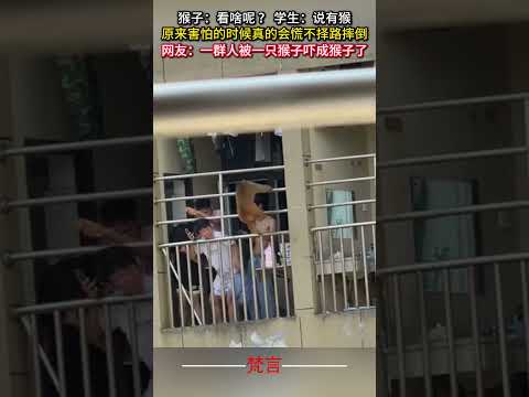 学生が猴子に驚く！思わず笑える面白動画 サムネイル