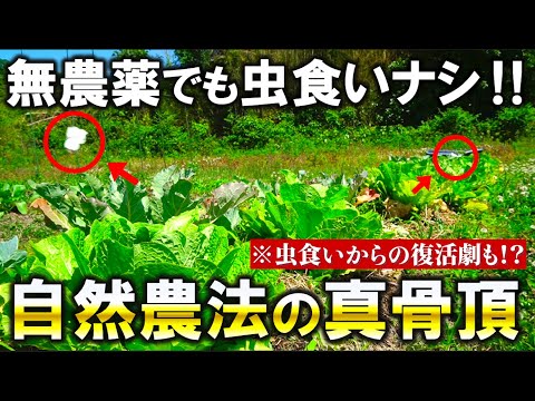 【虫害から復活⁉】自然農法の虫害対策について、本質をお話しします