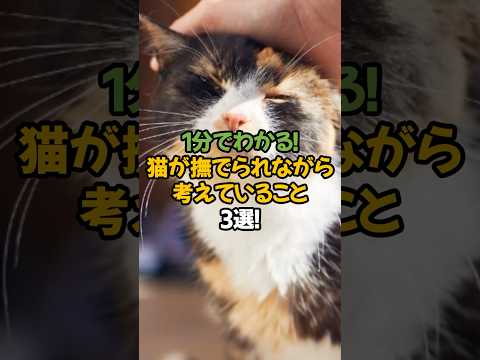 【実は奥が深い】猫が撫でられながら考えていること3選!🐾1分で解説! #shorts #猫 #雑学