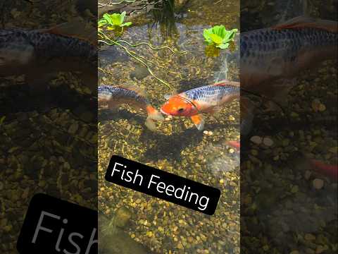 We Built a Pond, Let's Feed some Fish 🐟🐠 