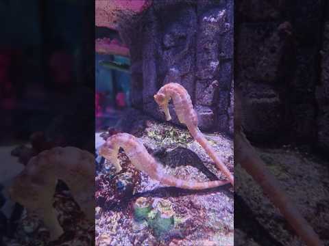 DIY Tote bag in Sea life #trend #asmr #diy #fun #travel #cute#marine #sea #shortvideo #viralvideo