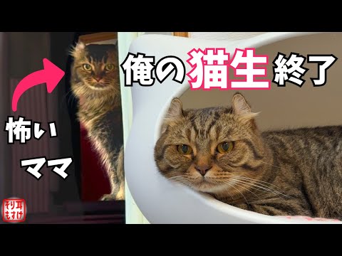 ママのベッドを盗んだのバレて殺猫事件➡︎まさかの大逆転ｗ