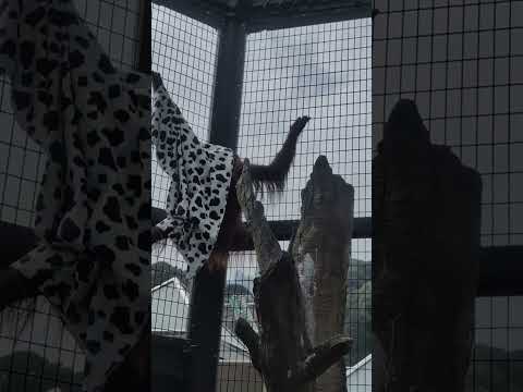 【静岡市立日本平動物園】元気に遊ぶ！オランウータンのミンピー✨　#shorts サムネイル