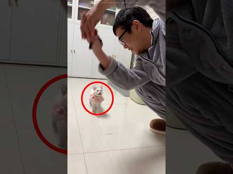 😱 ये देखो बिल्ली की समझदार देख लोग हैरान रह गया!