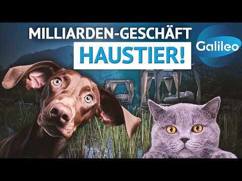 Milliardenmarkt Haustier: Wer verdient wirklich an Hund und Katze?