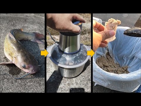 アメナマをコマセにして釣りをしてみた結果が…