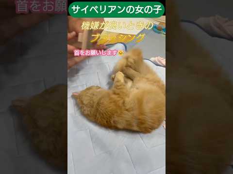 猫のブラッシング　サイベリアン女の子 #cat #しゃむねこ #猫のいる生活 #子ネコ #猫のいる暮らし #ネコガミ #ねこのいる生活 #ネコムート #ねこ #にゃんグラム