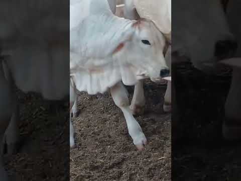 cowboy 🐄#cow #goat