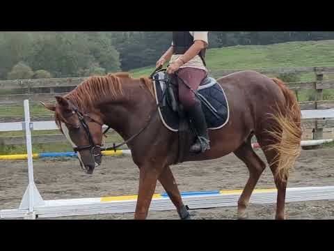 売約済*3才牝プロプス 2025/09/20