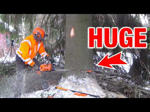 Perfect Drop #5 — Giant Tree Drop Next to a Warehouse