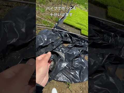 育苗プールの話しです#農業 #稲作 #米作り #元気だ米 #farming #プール育苗