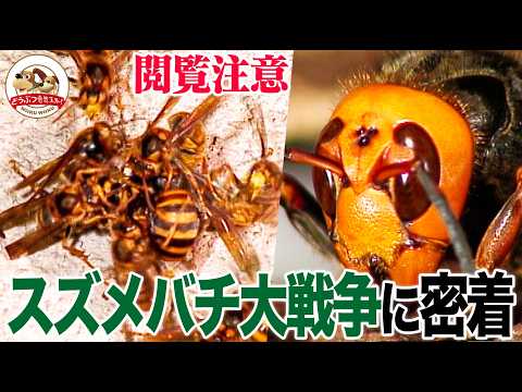 【肉弾戦】オオスズメバチvsキイロスズメバチ！犠牲者続出の大戦争を至近距離で撮影！勝ったのはどっち？（スズメバチ大戦争・前編）【どうぶつ奇想天外／WAKUWAKU】
