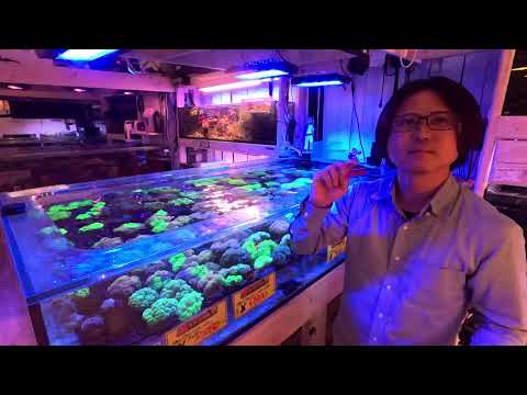 〜決算セール!超リミテッドショップマン海水編〜