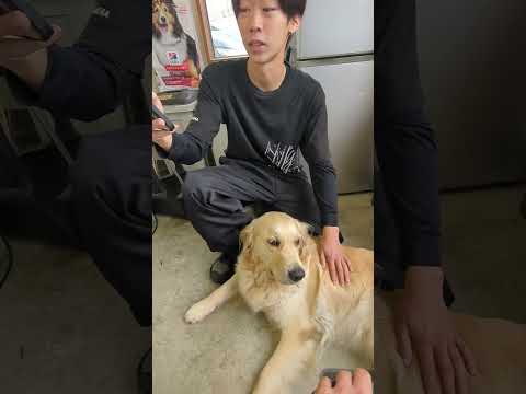 暇でもお兄ちゃんが側に居れば満足な大型犬 #ゴールデンレトリバー子犬 #大型犬のいる生活