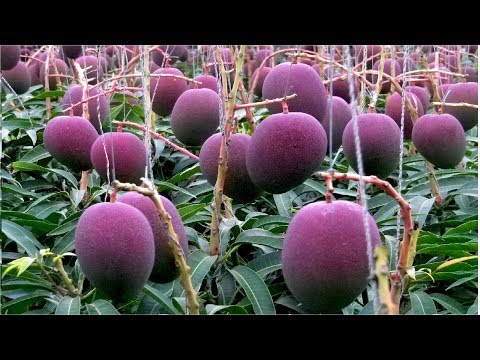 World's Most Expensive Mango - Awesome Japan Agriculture Technology Farm
