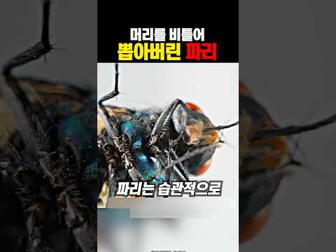 머리를 비틀어 뽑은 <strong>파리</strong> ㄷㄷ