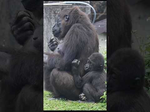 犬の動画サムネイル - sleepy #gorilla looking for mom 💕🥰😆 #gorillatag #金剛猩猩 #台北市立動物園 #shorts