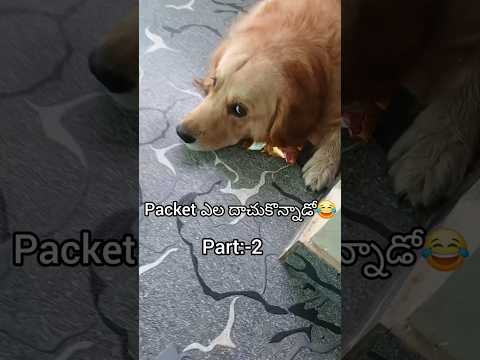 😂😂😂😂🤣🤣/#cuteanimal #pets #funnydog