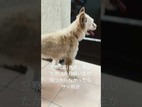 【保護犬】さっ處分...