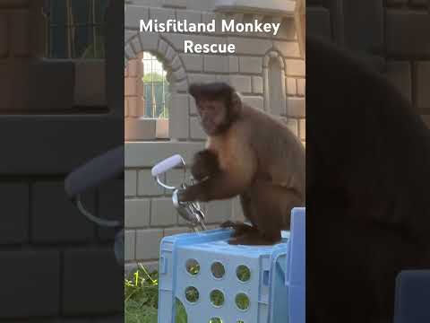 #Prissy #Monkeys enjoy filing their nails with an emery board