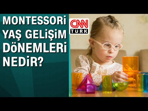 Montessori yaş gelişim dönemleri nedir?