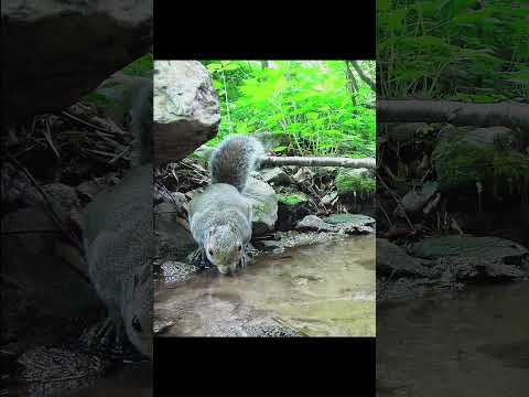 Squirrel Sips From Mountain Spring 💦 #relax