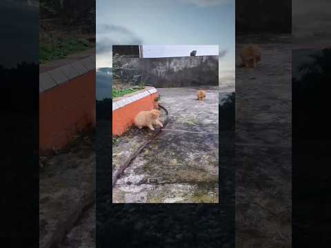 kucing oren bermain pipa bocor#kucinglucu #videolucu #shorts