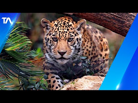 Un jaguar fue asesinado por comuneros en Morona Santiago