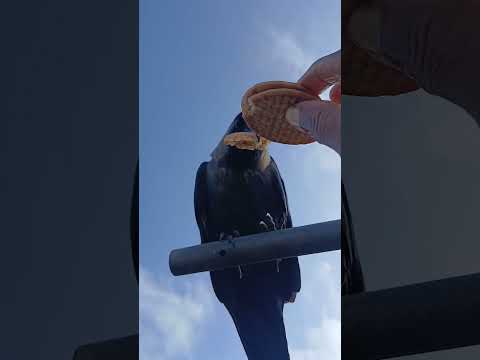 kindness to birds #shorts @nirmal videos