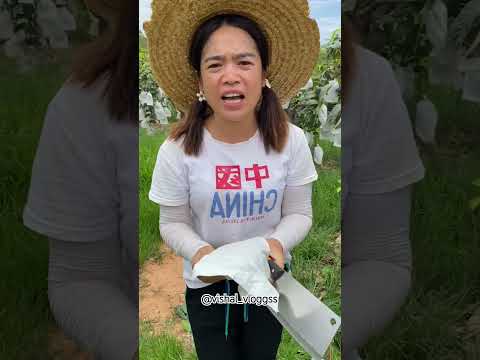 #mango #mangovarieties #fruit #facts #mangofruit #tropicalfruit #food #ytshorts #fruitcutting #short