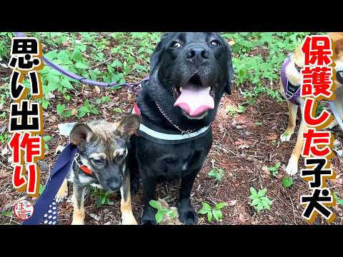 【保護犬　子犬】野犬の子犬お別れ前に思い出作り＋おまけコーナー