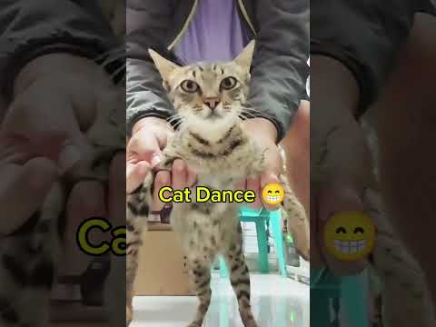 Funny Cat Dance 😁 #cat #kucing #petlover