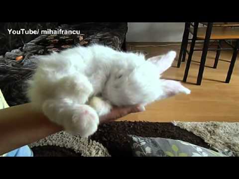 Video: Triušio miegas - labai mielas - 