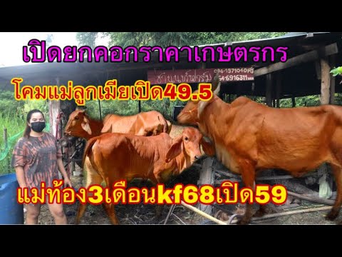 เปิดยกคอกราคาเกษตรกร-เริ่มต้นท เปิดยกคอกราคาเกษตรกร-เริ่มต้นท