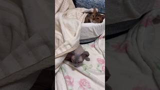 仲良くお昼寝する猫たち【スフィンクス ベンガル猫】