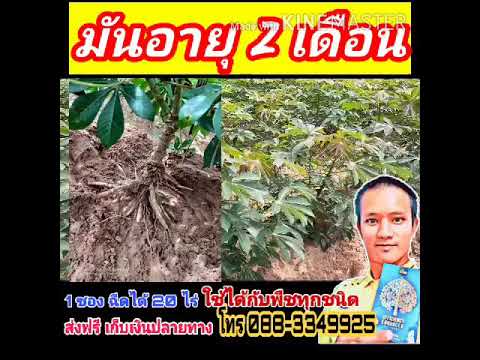 มันอายุ-2-เดือน มันอายุ-2-เดือน