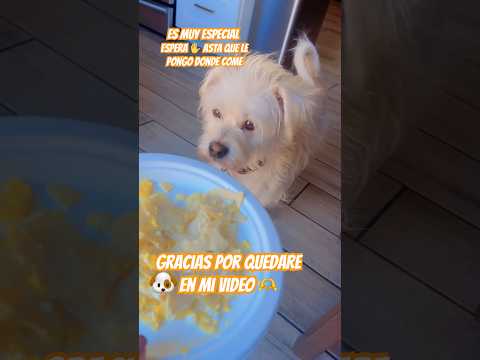 Gracias por quedarte ver mi video 🐶🫶gracias tus bello comentarios yo también 🫶🐾