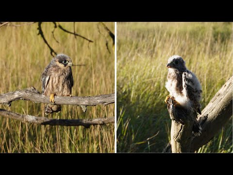 Kék és vörös vércse fiókák a Cserebökényi pusztán