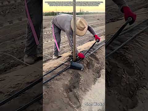삽과 지지대를 이용해 밭에 모종을 올바르게 심는 방법 #worker #process #agriculture #planting #farming