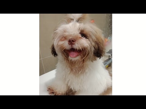 น้องอาโร-อาบน้ำเย็นสบายหลับคาอ น้องอาโร-อาบน้ำเย็นสบายหลับคาอ