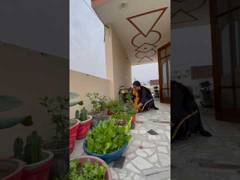 Diwali pe *New plants*🪴🥳🥳 #shorts #ytshorts #short #terracegardenindia