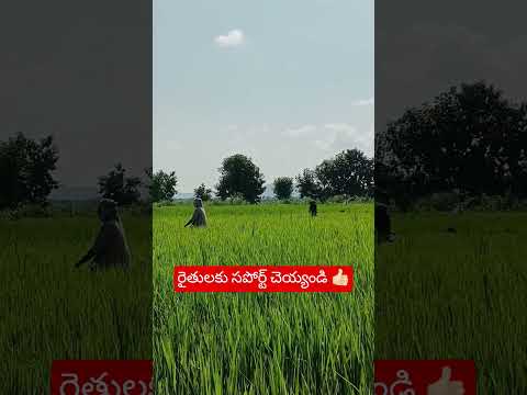 #viral #agriculture #trending #nature #telugu #automobile #farming #villagelife #farmer #famous #ap