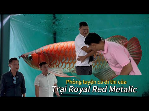 Phòng Luyện Cá Rồng Huyết Long Của Trại Royal Red Metalic